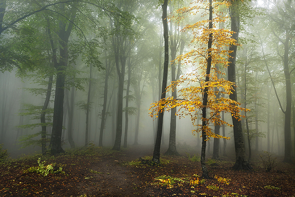 Showcase my photos from this autumn – thoughts and ideas Part 1
