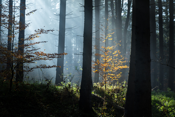 Photo editing in 60 seconds – enhancing rays in the forest
