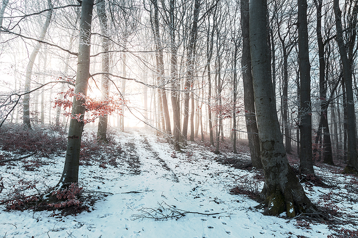 8 Tips for photographing in the fog