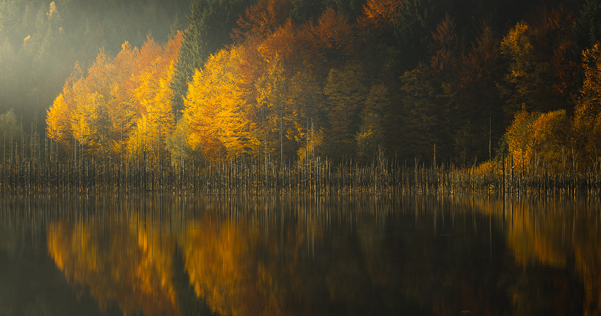 autumn-forest-2020_0000_1