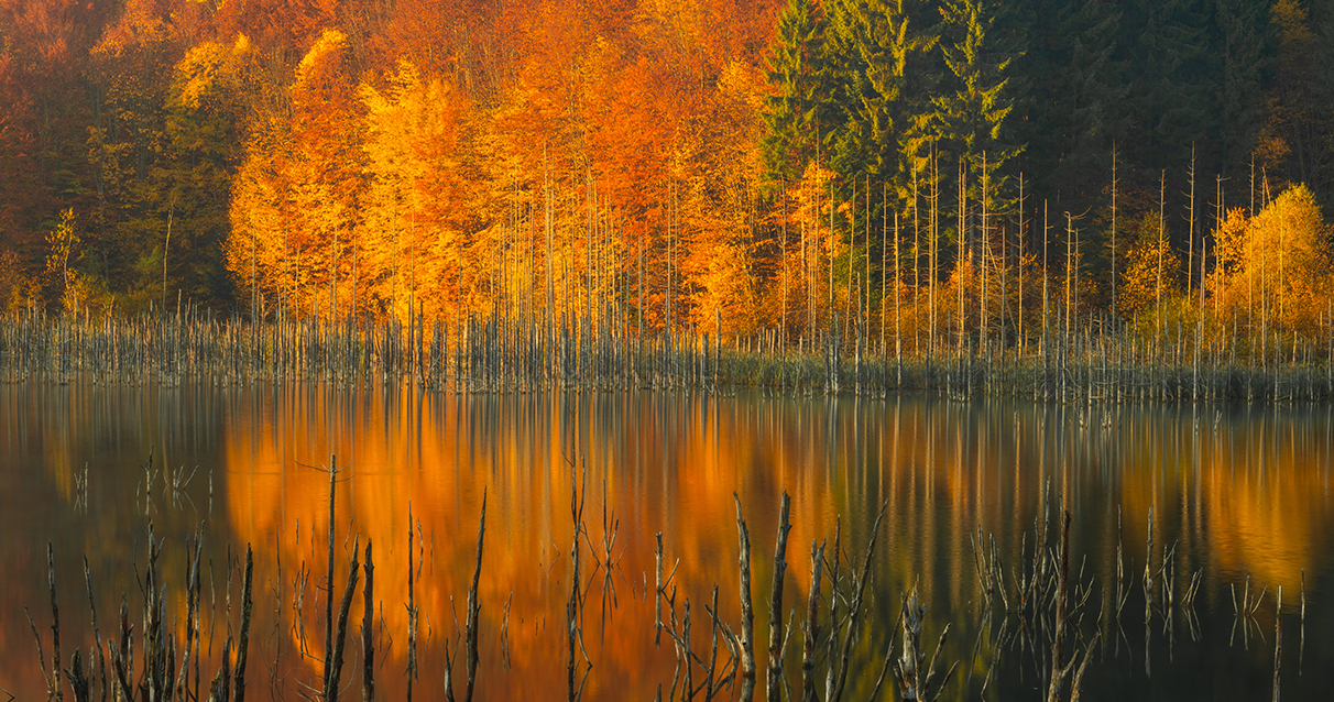 autumn-forest-2020_0001_2