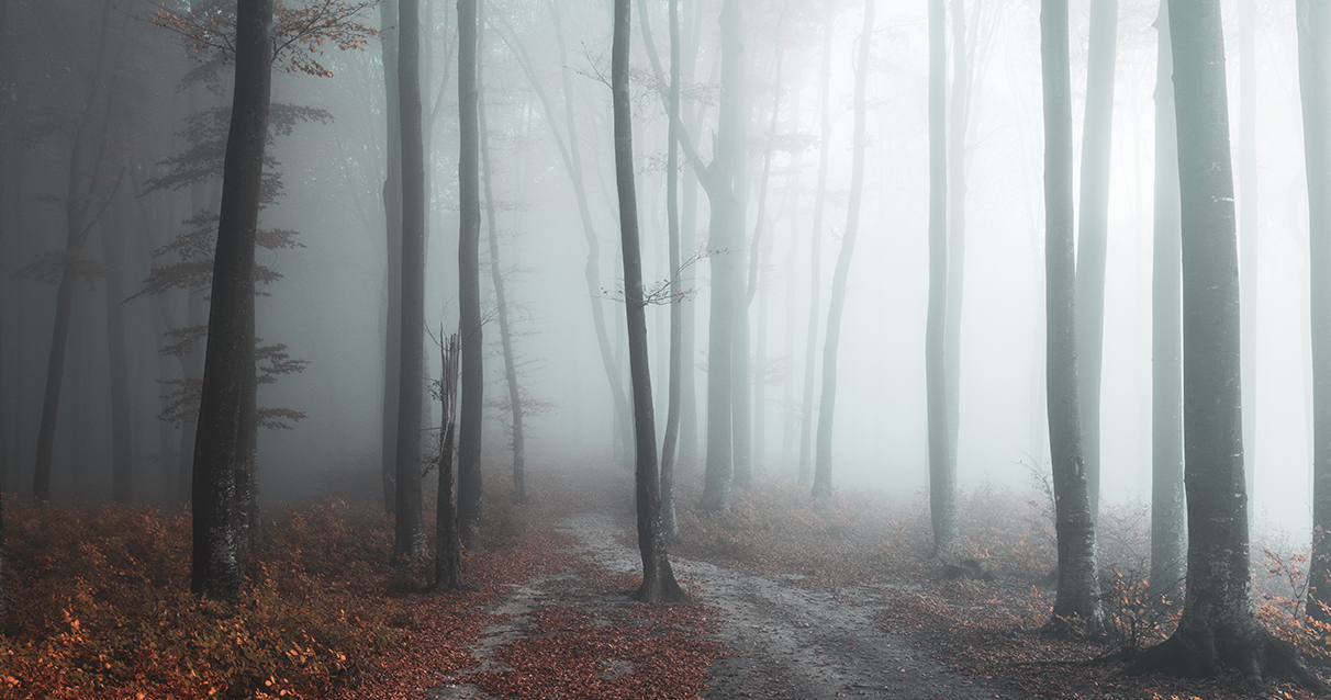 autumn-forest-2020_0003_4