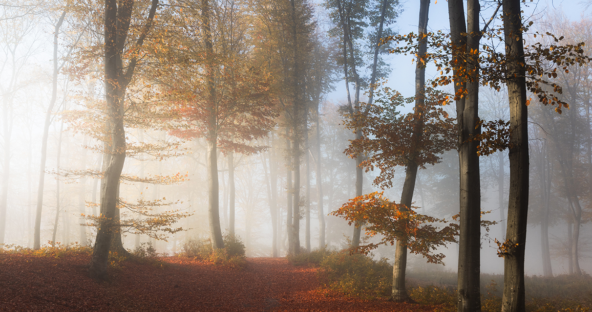 autumn-forest-2020_0004_5