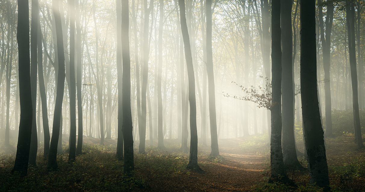 autumn-forest-2020_0005_6