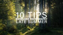 10 Tips for Woodland Photography in Late Summer