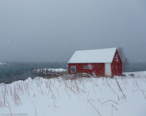 IMG_9262 web
