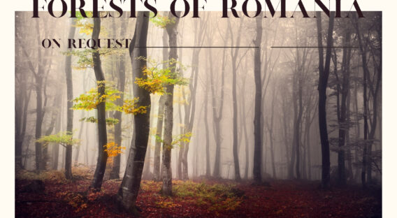ON REQUEST Autumn Forests of Romania, October 2027