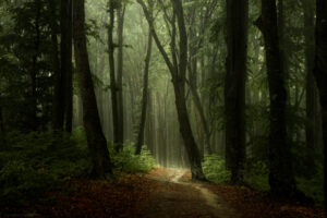 A15A0857 copy 2 web