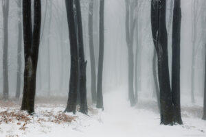 Winter foggy forest. Dark trees covered in snow