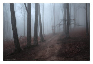 A15A6556 copy web
