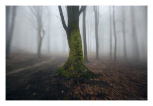 A15A6568 copy web