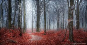 Forest-Stories-08