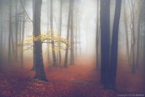 Forest-Stories-29