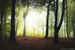 Forest-Stories-33