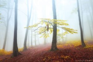 Forest-Stories-41
