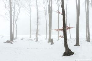 Forest-Stories-48