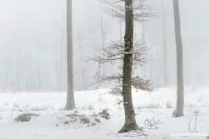 Forest-Stories-49