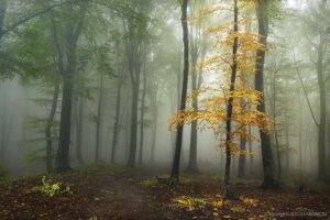 Forest-Stories-52