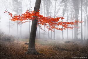 Forest-Stories-53