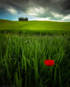 IMG_1387 web