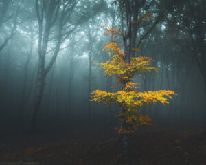 IMG_8536 web